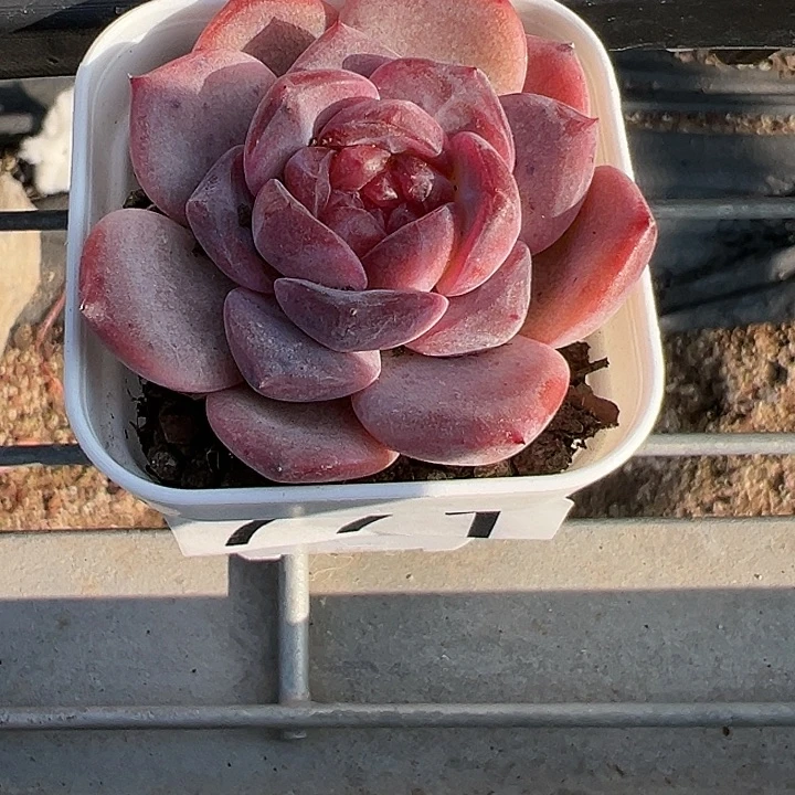 771号雪芙绒【两单包邮】