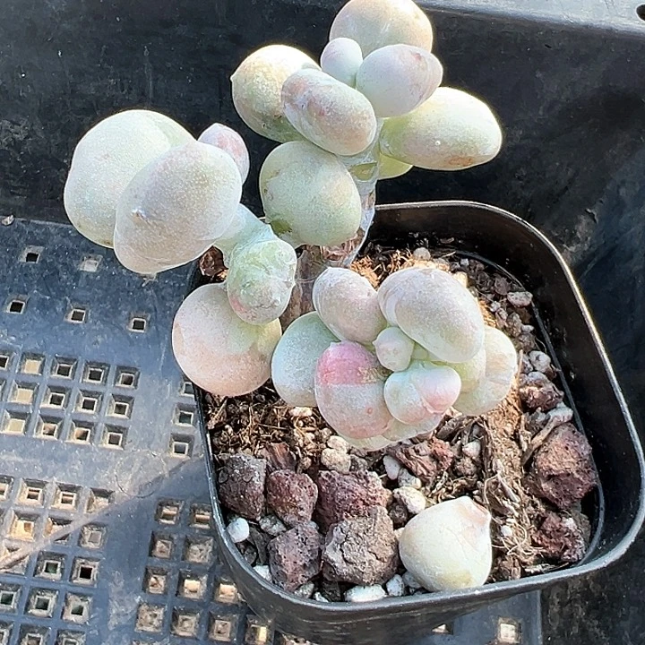 65盆口油剪丸子【任意两单包邮发货】