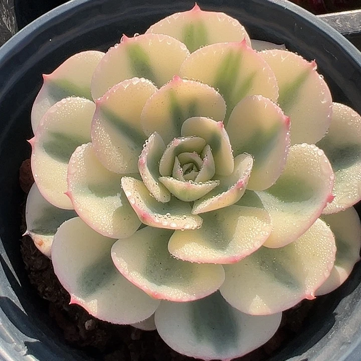 789号玉蝶锦【两单包邮发货】