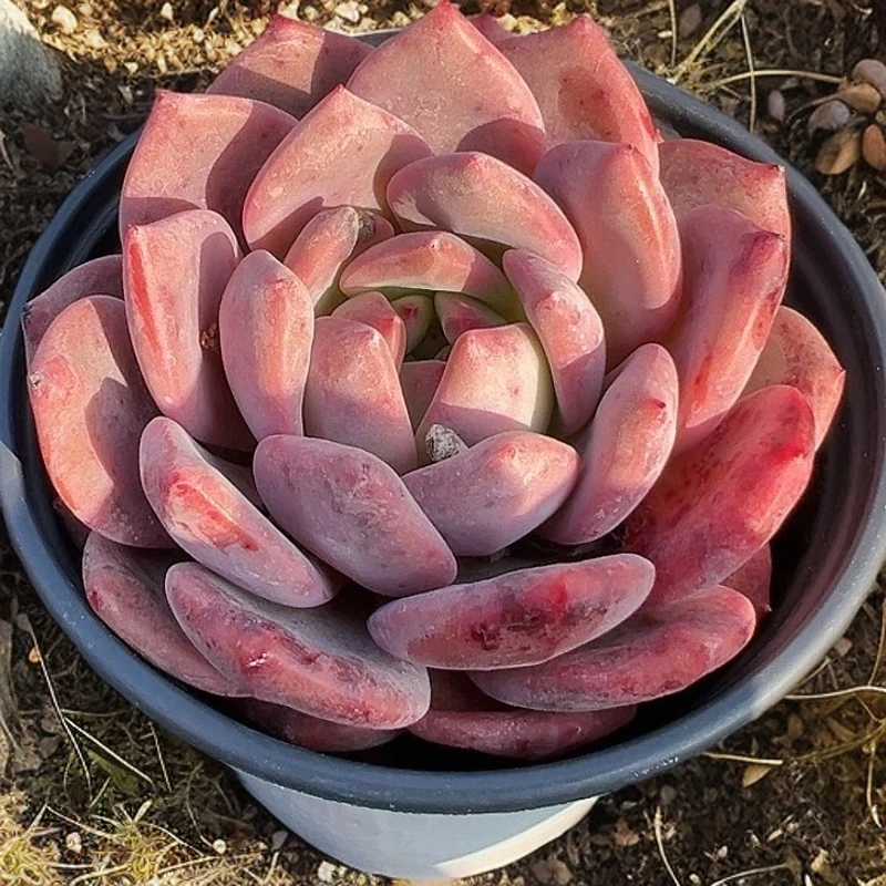 凌雪  精品多肉办公室阳台绿植园艺盆栽花卉庭院多肉植物