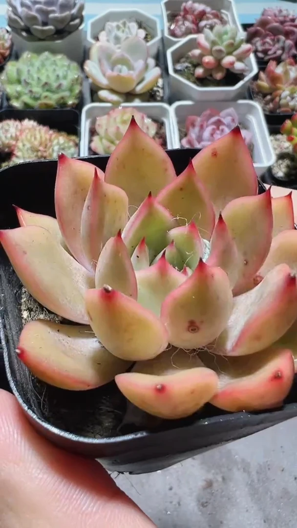 【闪购商品】粉色浪漫【累计满9.9包邮发货】