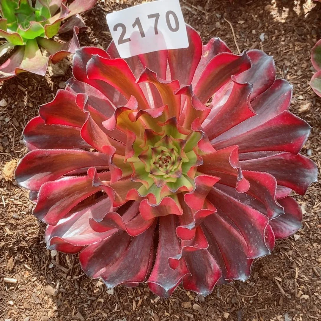 新品红颜蜜语多肉寄养不包邮