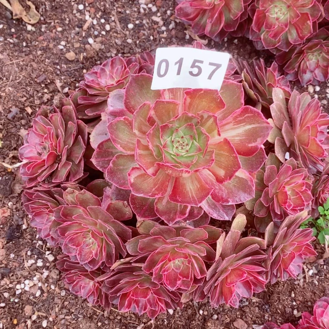 半夏多肉发货发货