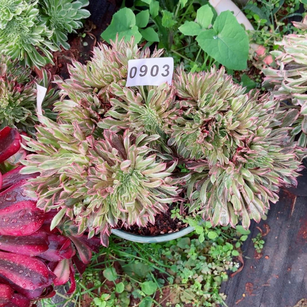 鲸****5昼夜仙墨缀多肉发货