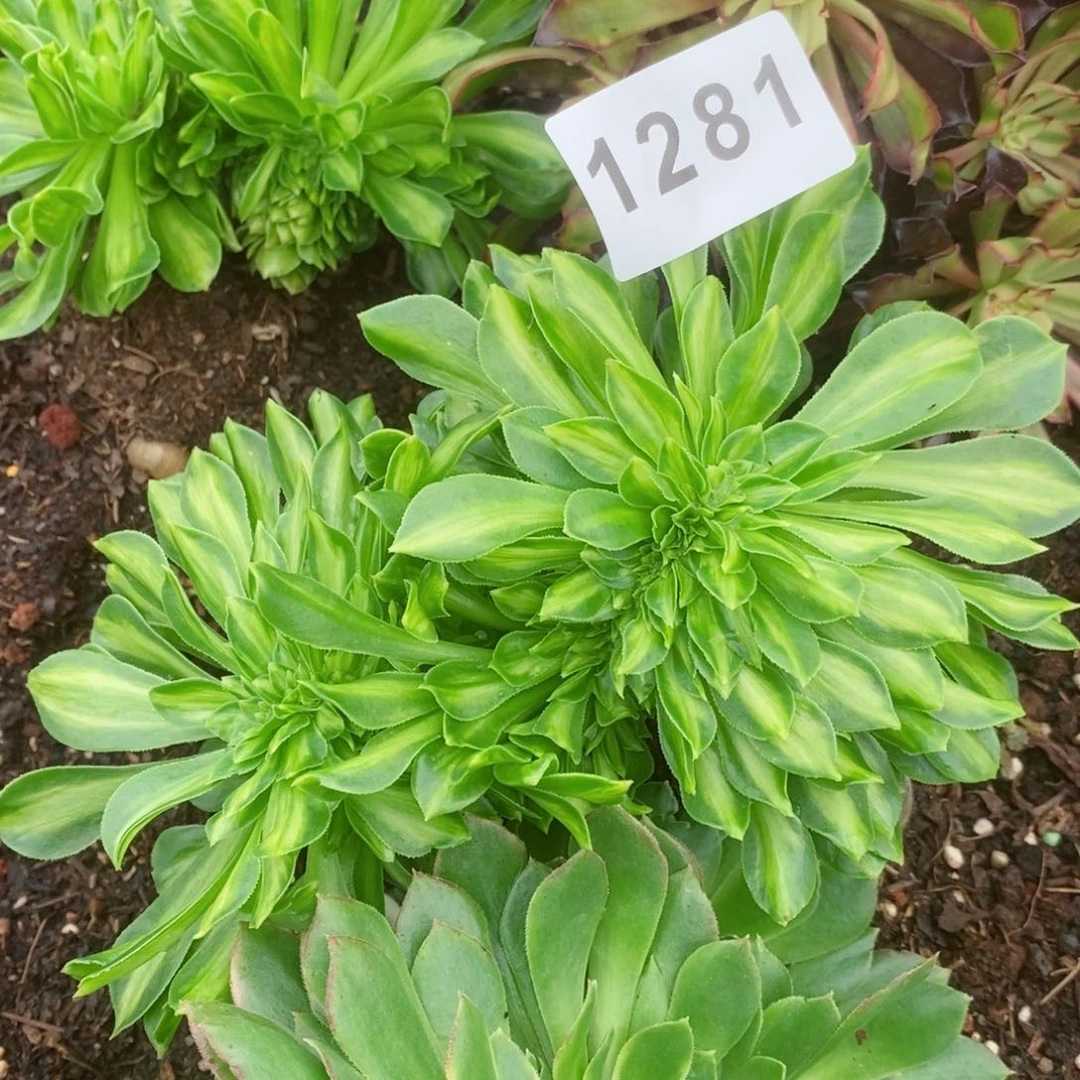 鲸****5翡翠琉璃缀多肉发货