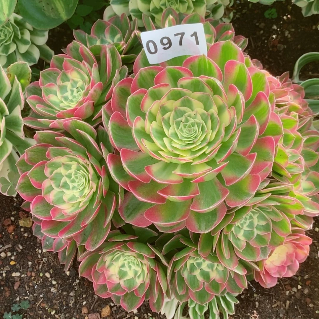 海王多肉发货发货