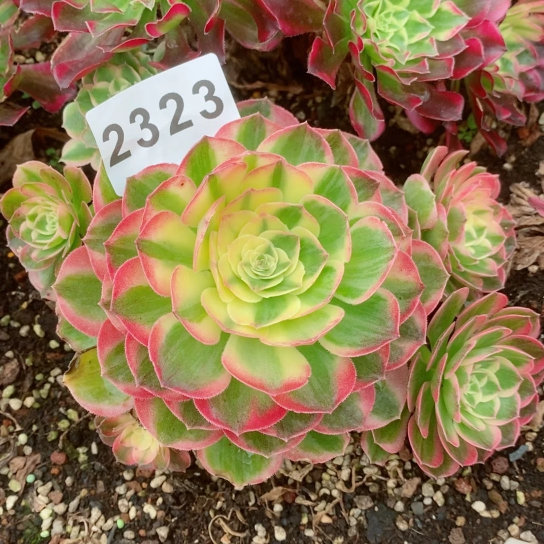 海王优选多肉发货发货