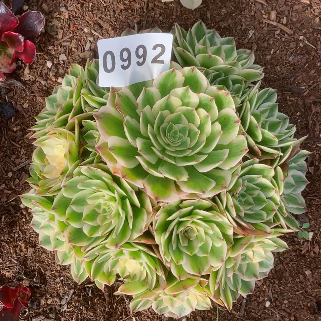 伊丽莎白多肉发货发货