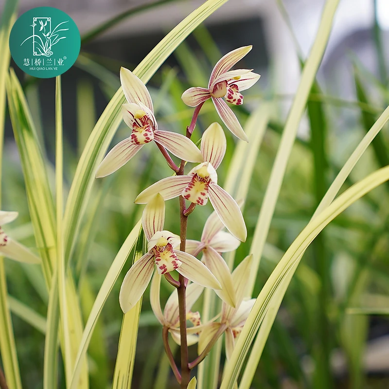 建兰【八宝奇珍】花香幽香兰花6-11月秋季开花橙黄色花卉庭院盆栽