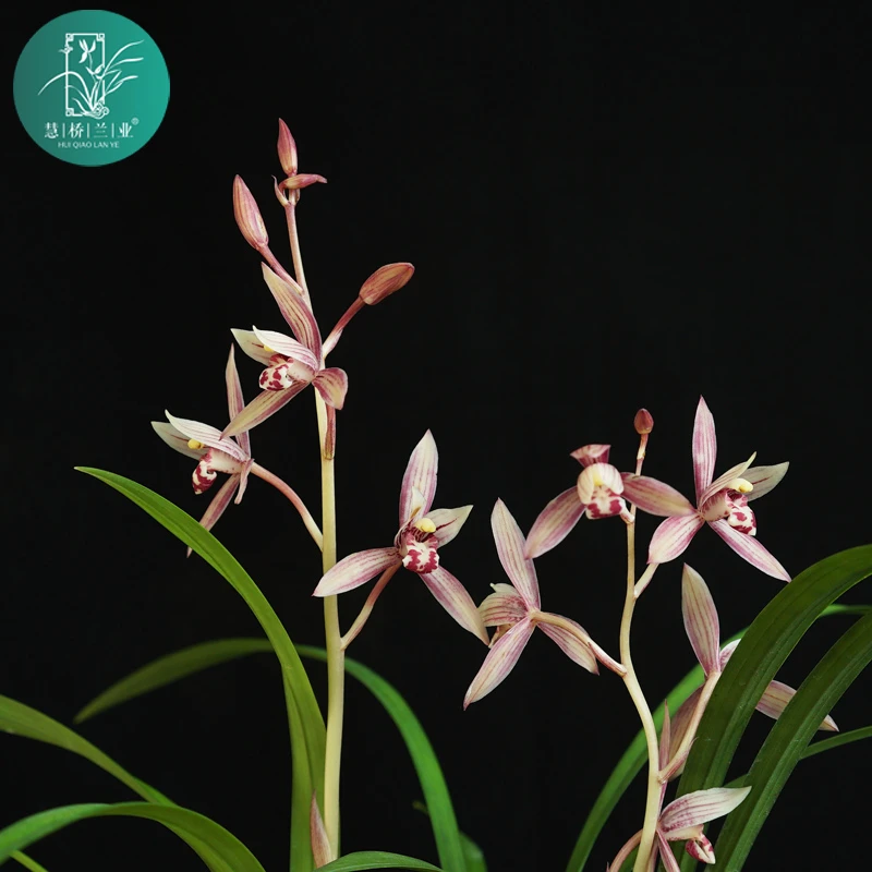 建兰【市长红】幽香型精美兰花手工栽种花期6月—11月庭院美观植物