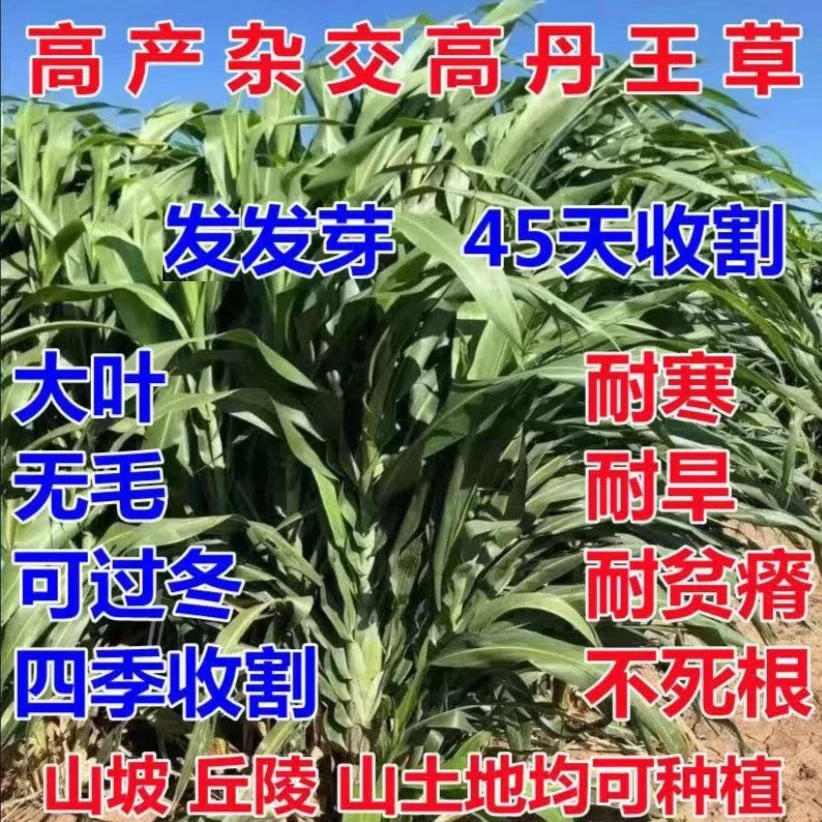 【高丹草种子】四季高丹草牧草种子早熟高产/养殖鸡鸭鹅猪牛羊兔鱼