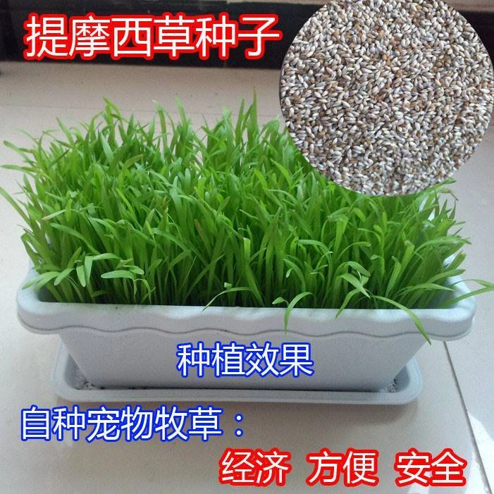 源头厂家提摩西草籽北提草兔子草兔粮龙猫荷兰猪粮食牧草