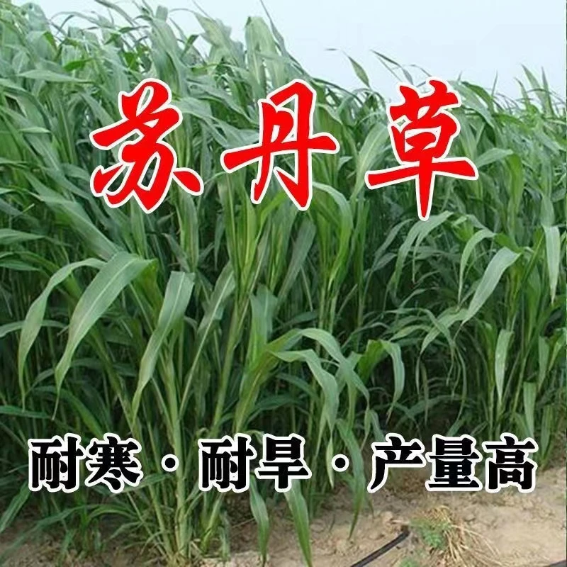 【苏丹草草籽】苏丹王高产牧草种子养殖鸡鹅牛羊草饲料耐寒四季种植