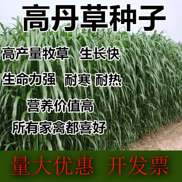 源头厂家大力士高丹草种植简单牧草种子高产四季多年生养殖牛羊鱼