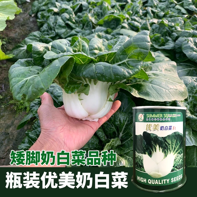 奶白菜种籽小白菜种孑广东矮脚奶白菜种子蔬菜种籽大全种孑菜籽子
