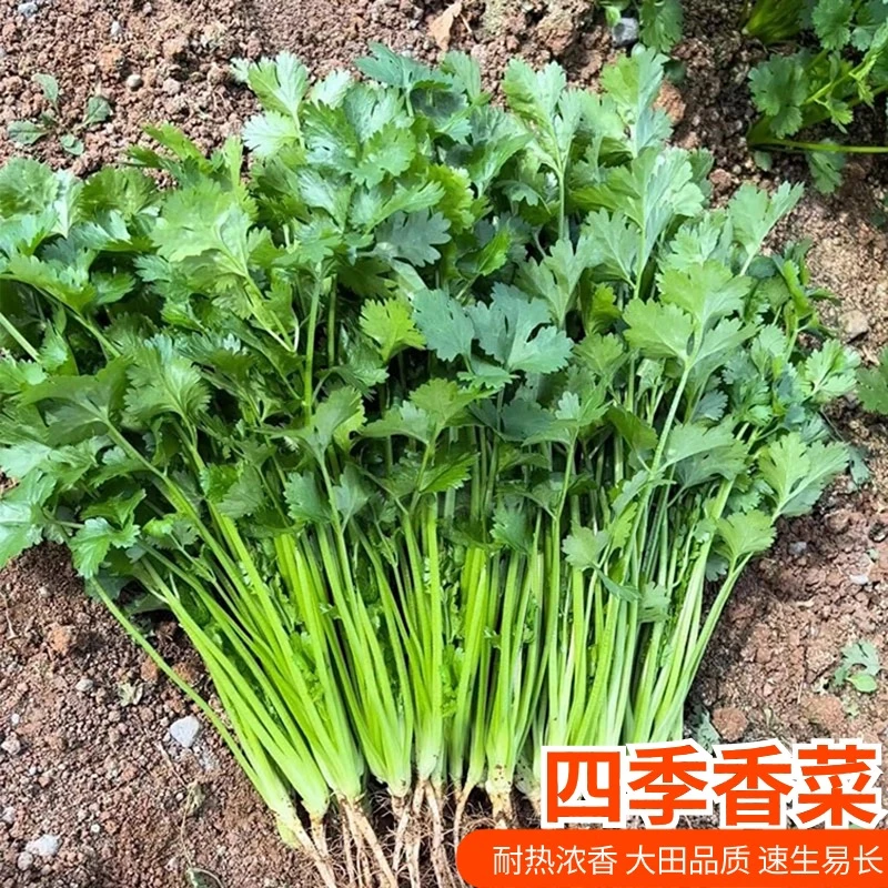 四季香菜种子优质耐热芫荽种籽蔬菜青菜阳台盆栽庭院菜园种植种子