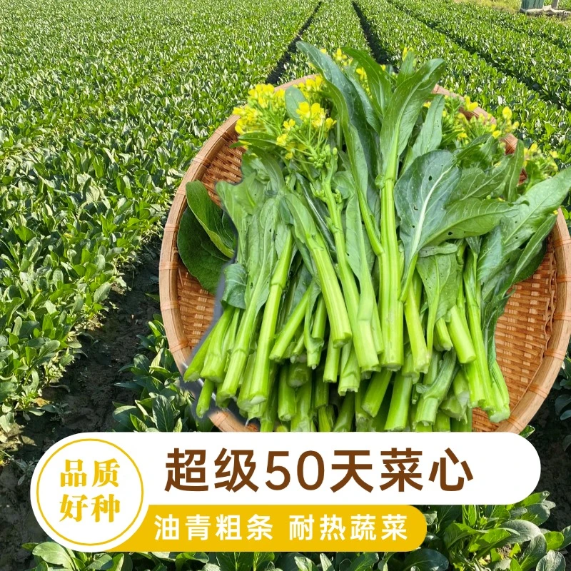40克原装南蔬50天尖叶甜菜心种子四季阳台盆栽菜园种籽家庭种植