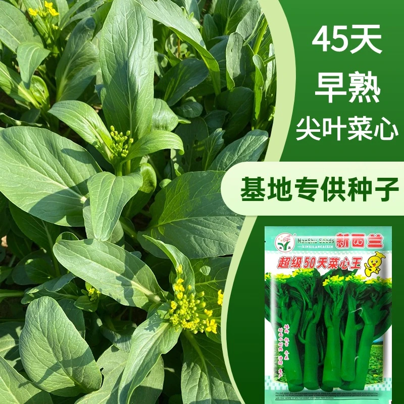新西兰50天/70天尖叶菜心种子、油青菜心种籽 400克/袋