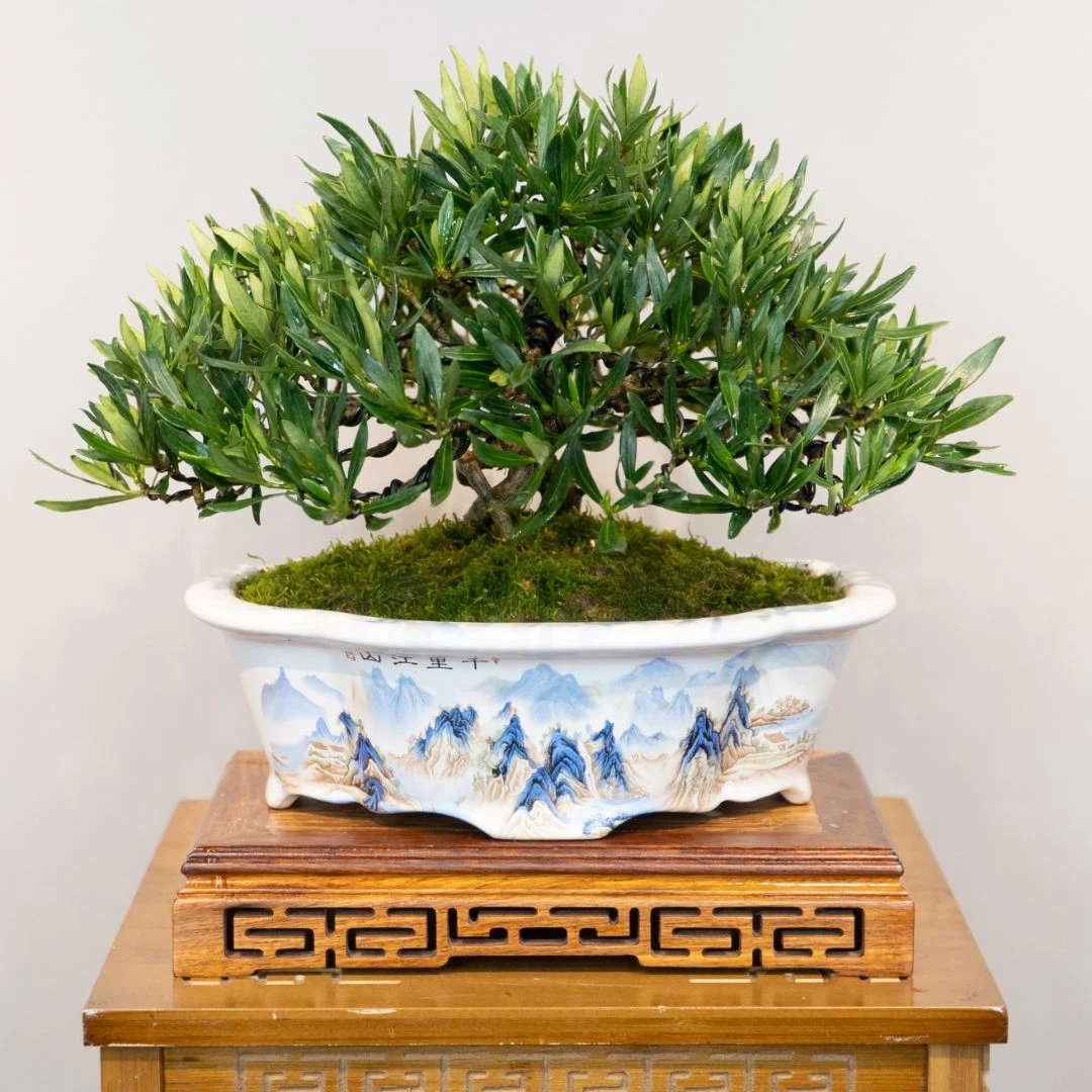 栀子花盆景一物一拍绿植多季开花结果花开香气四溢影院室内外好养