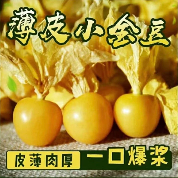 东北特产姑娘果灯笼果产地直发香甜爆汁新鲜皮薄小金豆3/5斤