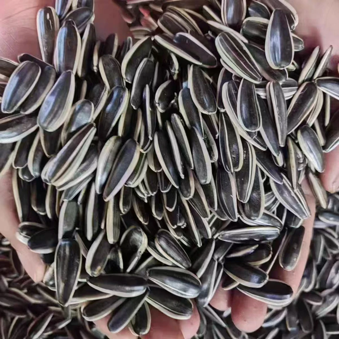 2024年新货新疆阿勒泰生葵花子2斤包邮