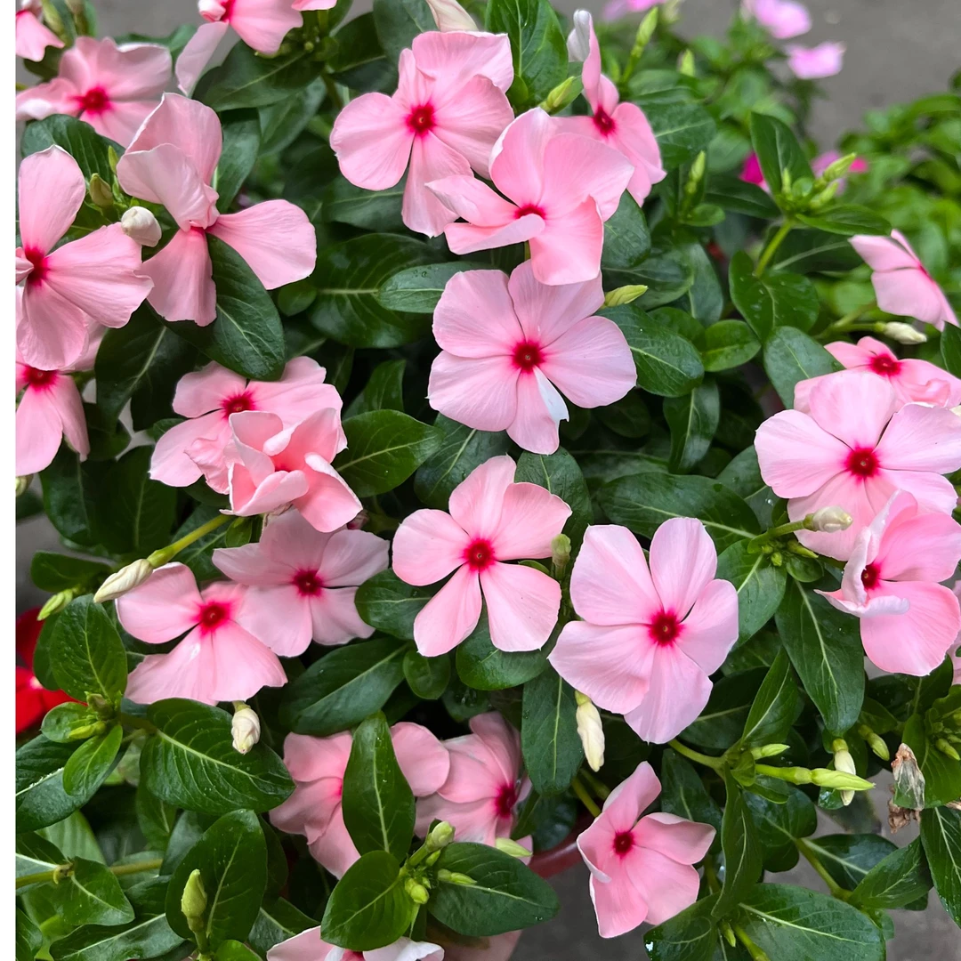 天天开长春植物开花耐热植物多年生多季节开花的庭院阳台植物