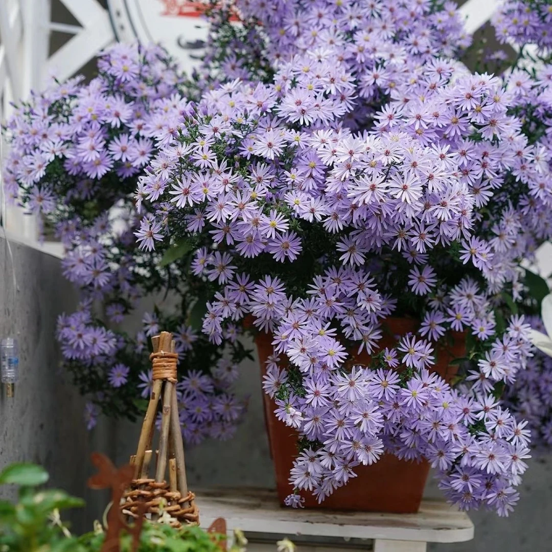 粉桃子小卡罗荷兰菊多年生爱开花复花阳台庭院花卉