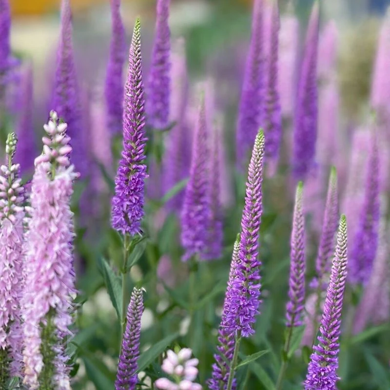 穗花婆婆纳紫霞仙子 盆栽花园庭院花卉多年生花喜阳耐热耐寒花镜