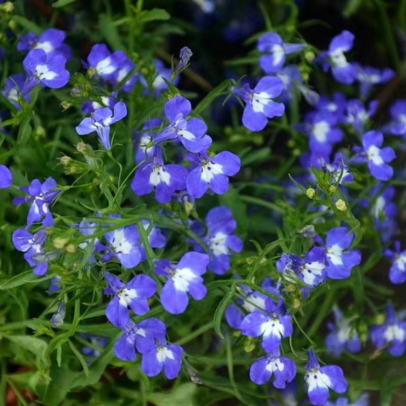 半边莲盆栽六倍利花苗带花苞阳台庭院花卉趣味美观净化空气盆栽