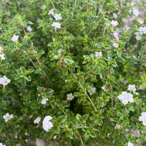 六月雪盆栽绿植窗台庭院阳台四季长青好养花卉