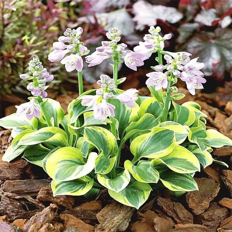 玉簪花苗庭院绿化苗盆栽花卉绿植花叶玉簪植物当年开花