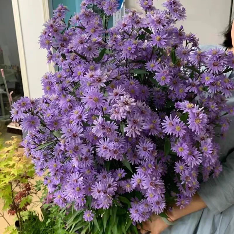 小苗小卡罗荷兰菊紫菀耐寒耐热多年生年地栽盆栽春秋开花养护开花