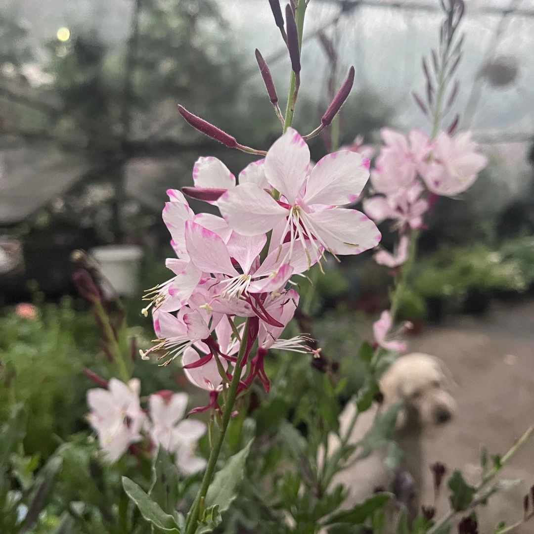 矮生山桃草千鸟花多年生耐热耐寒户外庭院阳台花园宿根