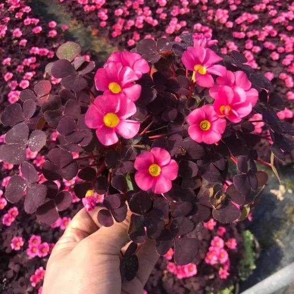 芙蓉醡浆草盆栽 大花三叶草花镜植物 可地栽庭院花园