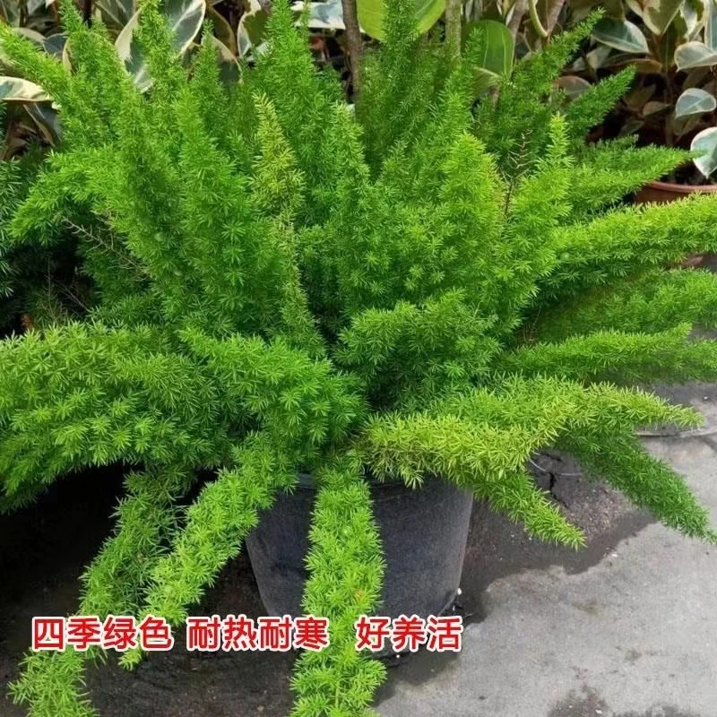 狐尾天門東庭院阳台花园植物四季绿植时尚盆栽观叶花镜花苗好养