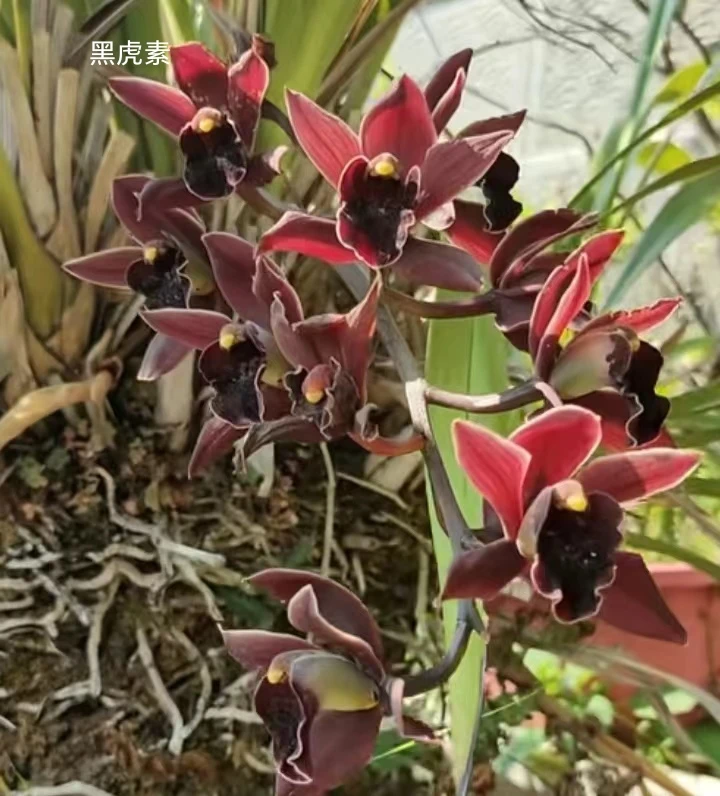 云南特色花卉虎头兰