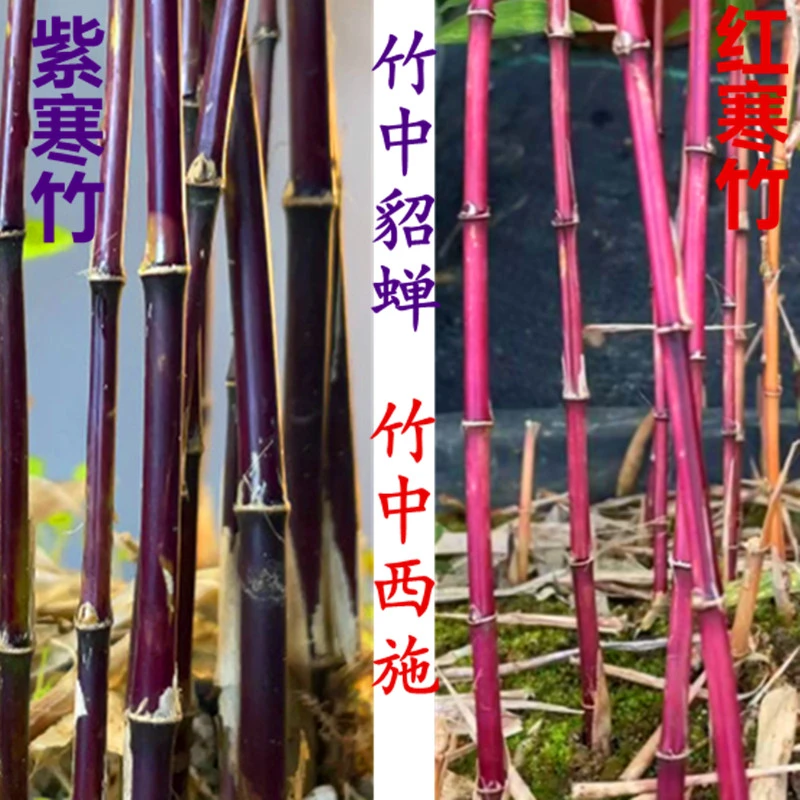 朱竹 红寒竹 紫寒竹 办公室绿植观赏竹小盆栽桌面四季常绿 红竹