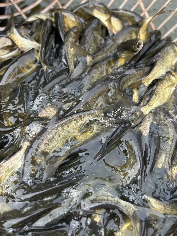 重庆花鲢胖头水族活体小规格