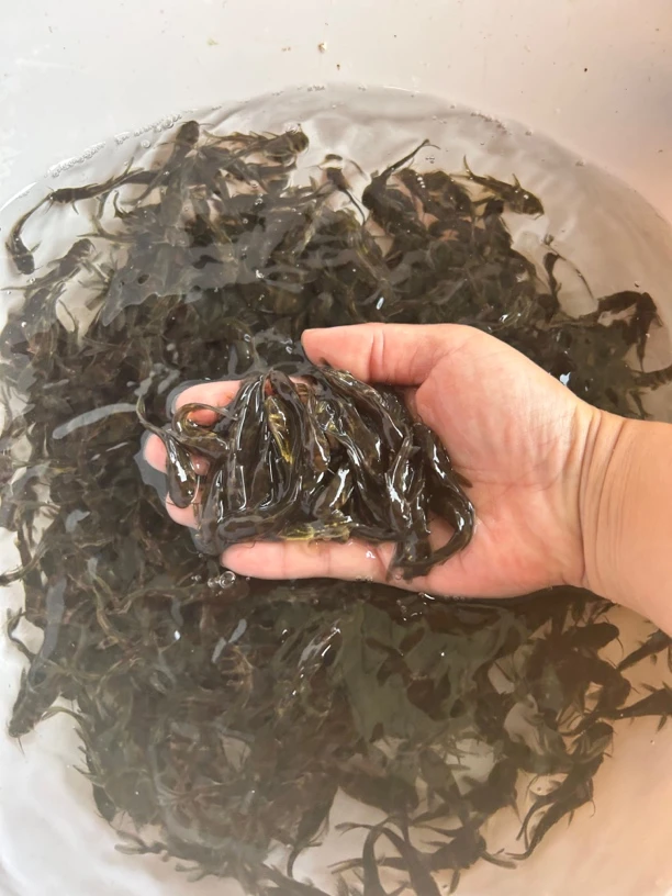 重庆黄辣丁1-10g淡水鱼