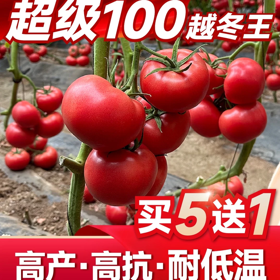超级100越冬王番茄种子