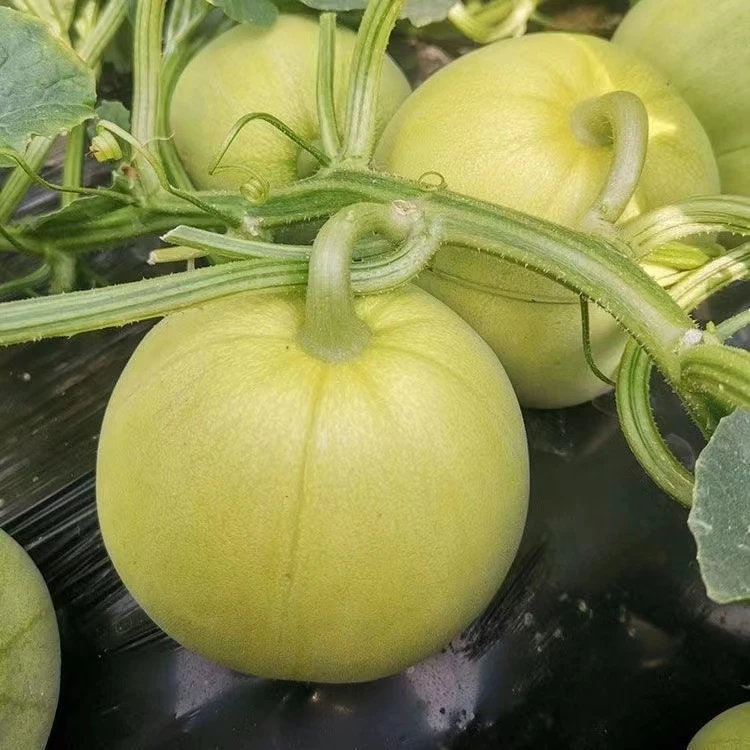 大和鱼湖南衡阳香瓜本地香瓜甜瓜5斤装农产品水果农家自种