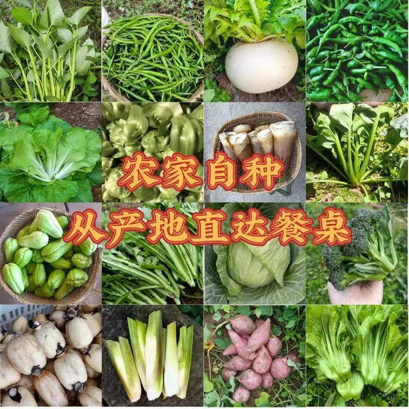 赶集专用现场直播自产自销老百姓蔬菜水果