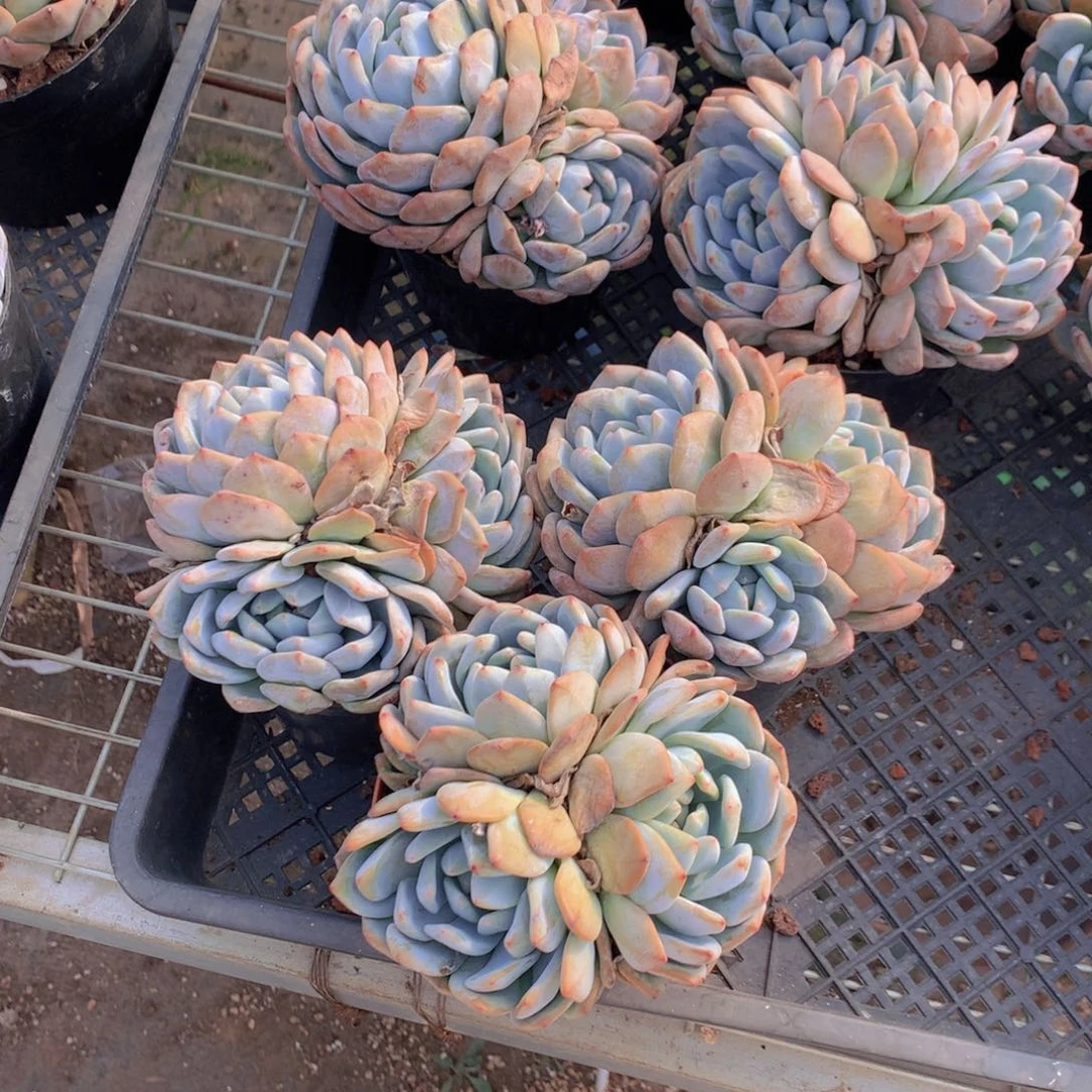 三头三个带盆发货啦