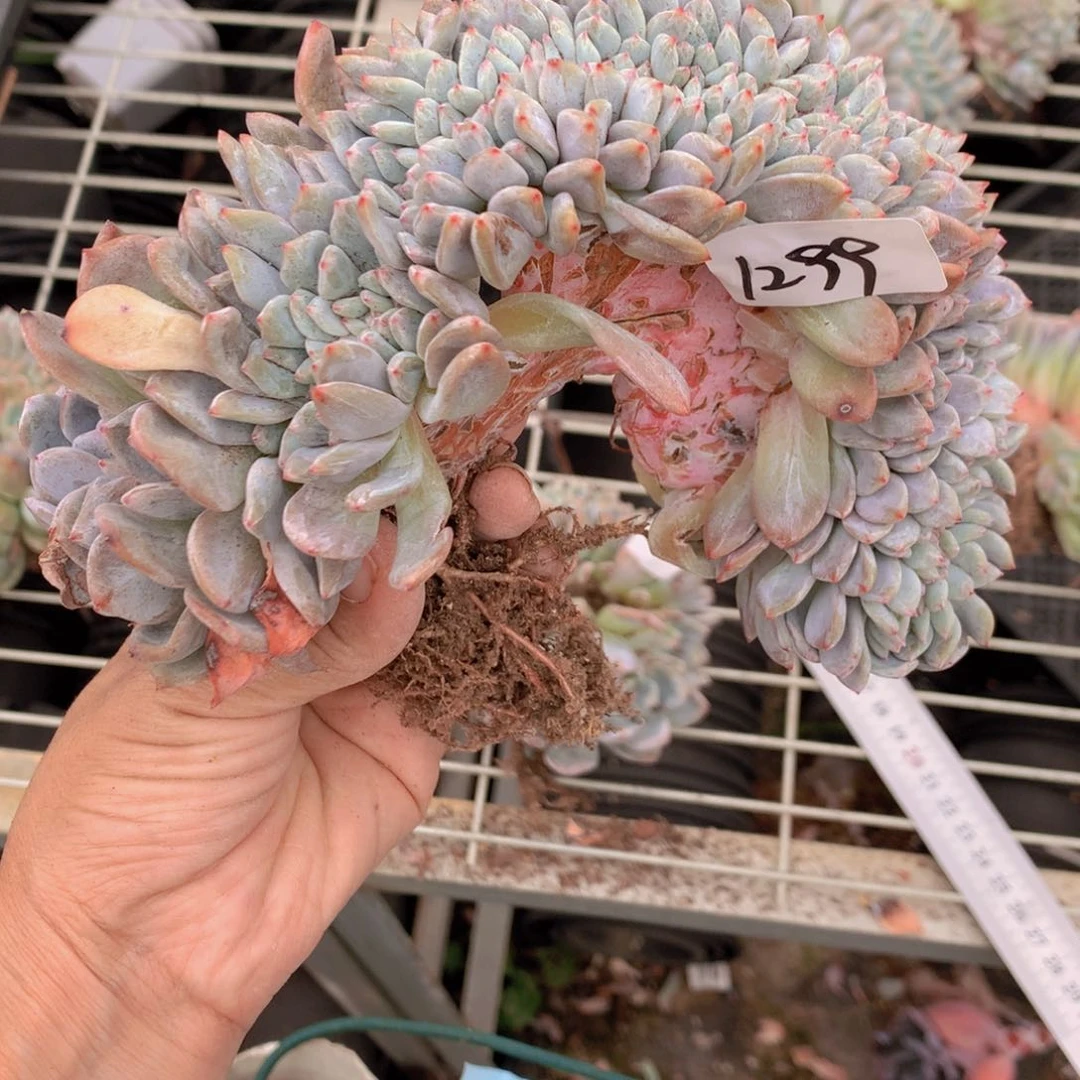 用****11299缀在美国加利福尼亚州和