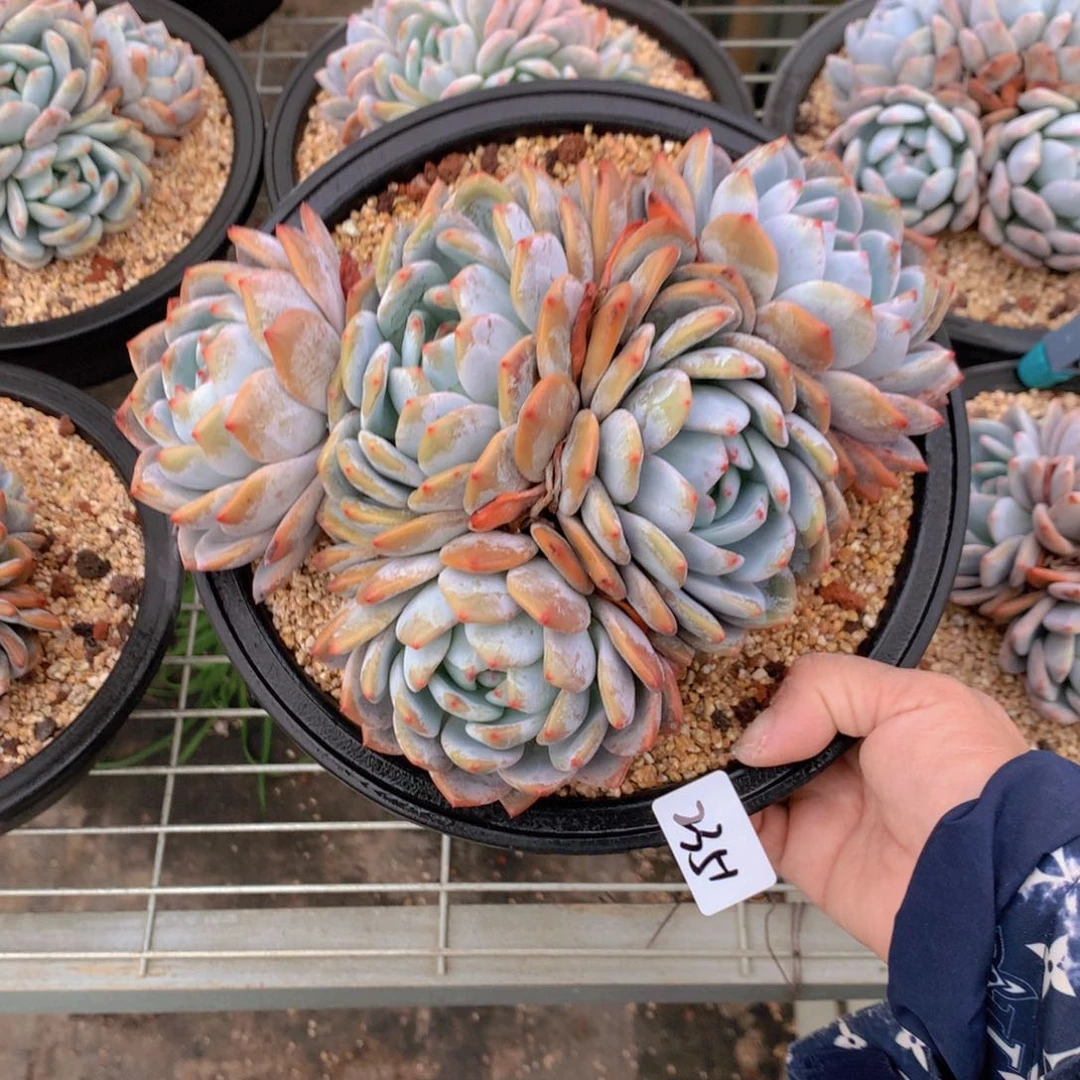 2351多头一个大帅哥！在