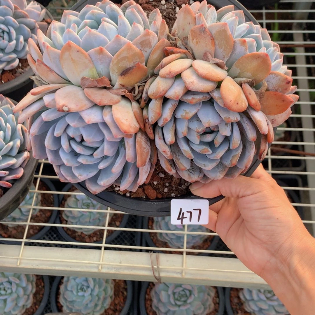 青**光477一盆一两个多人都