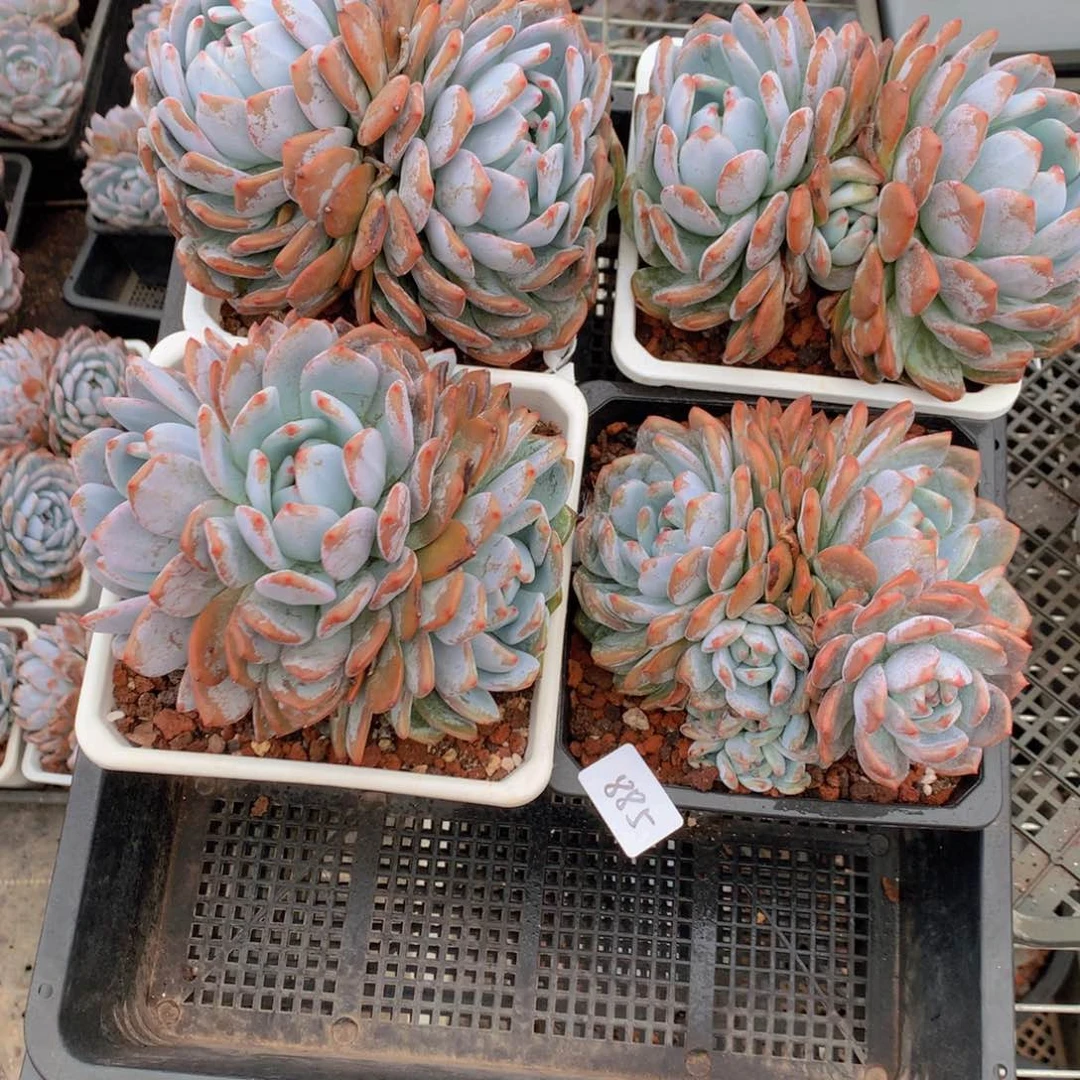 木*子885一起四个一起看吧