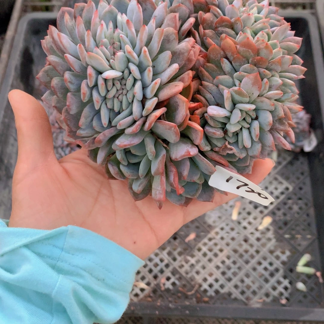 慢****去1720缀着自己一开始以为他自己