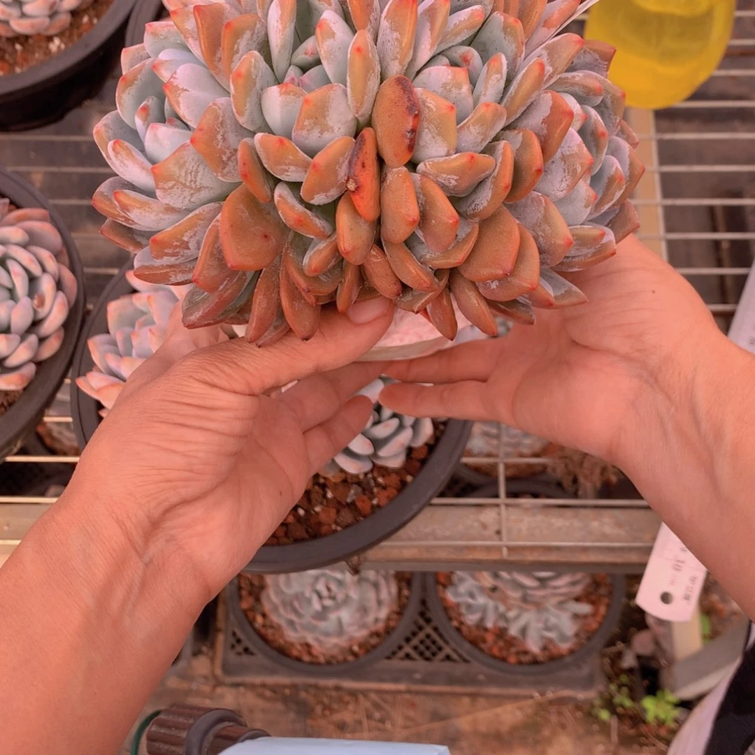 林****?1314多头一个大帅哥！不过