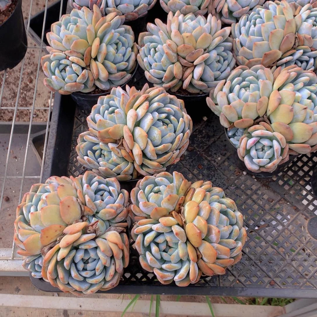 三头三个带盆发货啦